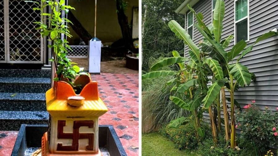 Where to plant banana trees according to vastu shastra