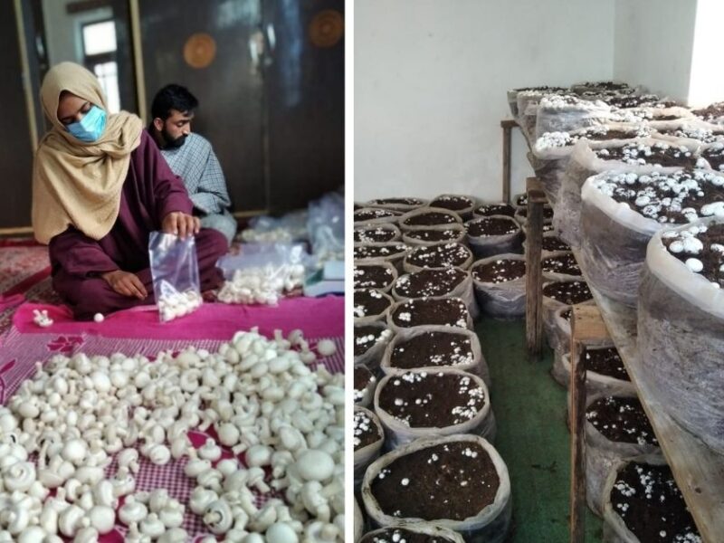 How to start Mushroom Farming at Home in Hindi